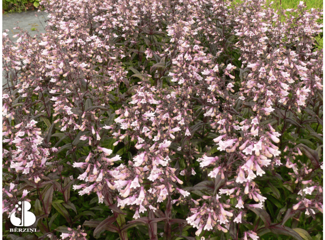Penstemon   'Dark Tower'